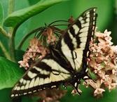 tiger swallowtail on milkweed